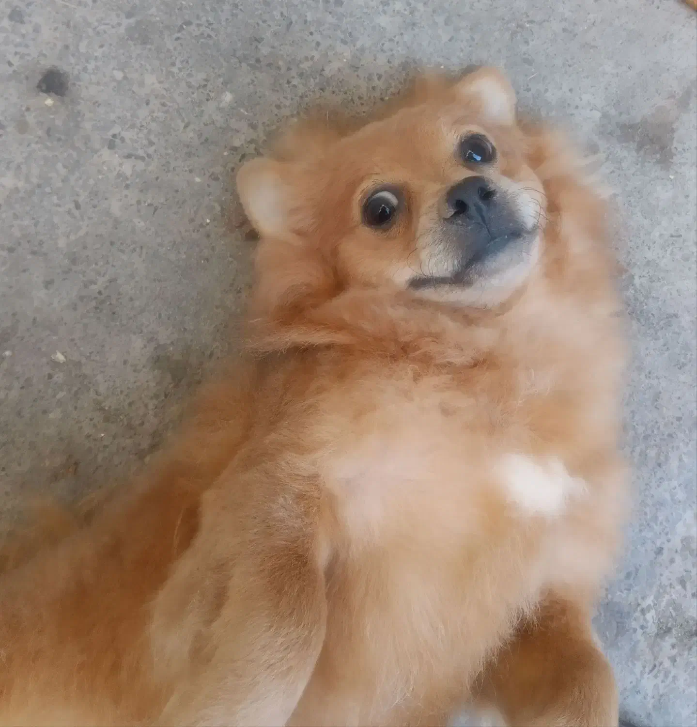 سگ پامر|سگ|بم, |دیوار