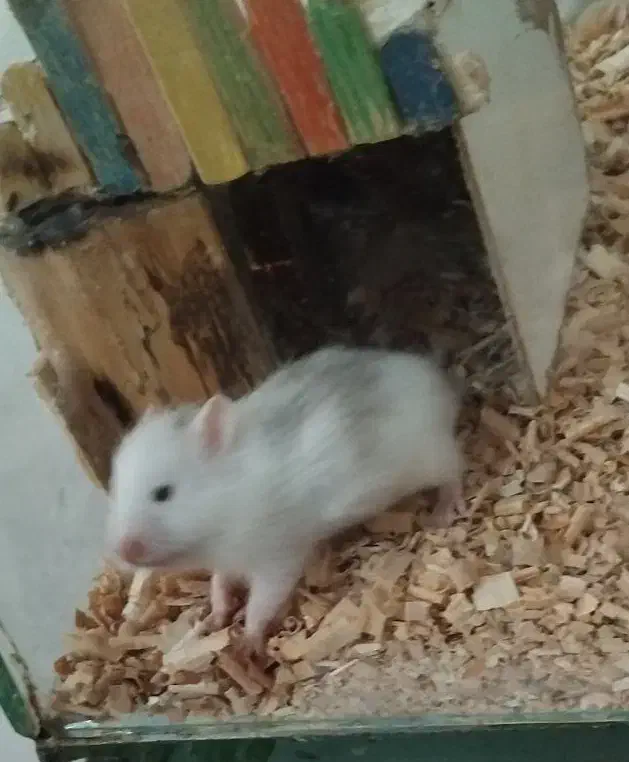 همستر میمیاتوری|موش و خرگوش|شیراز, سلطان آباد|دیوار