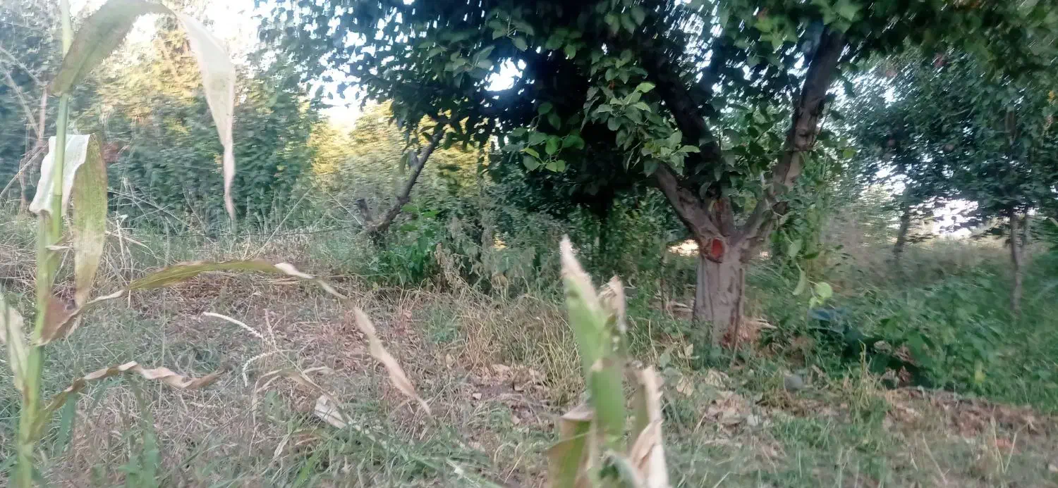 خرید درخت|خدمات باغبانی و درختکاری|مشگین شهر, |دیوار