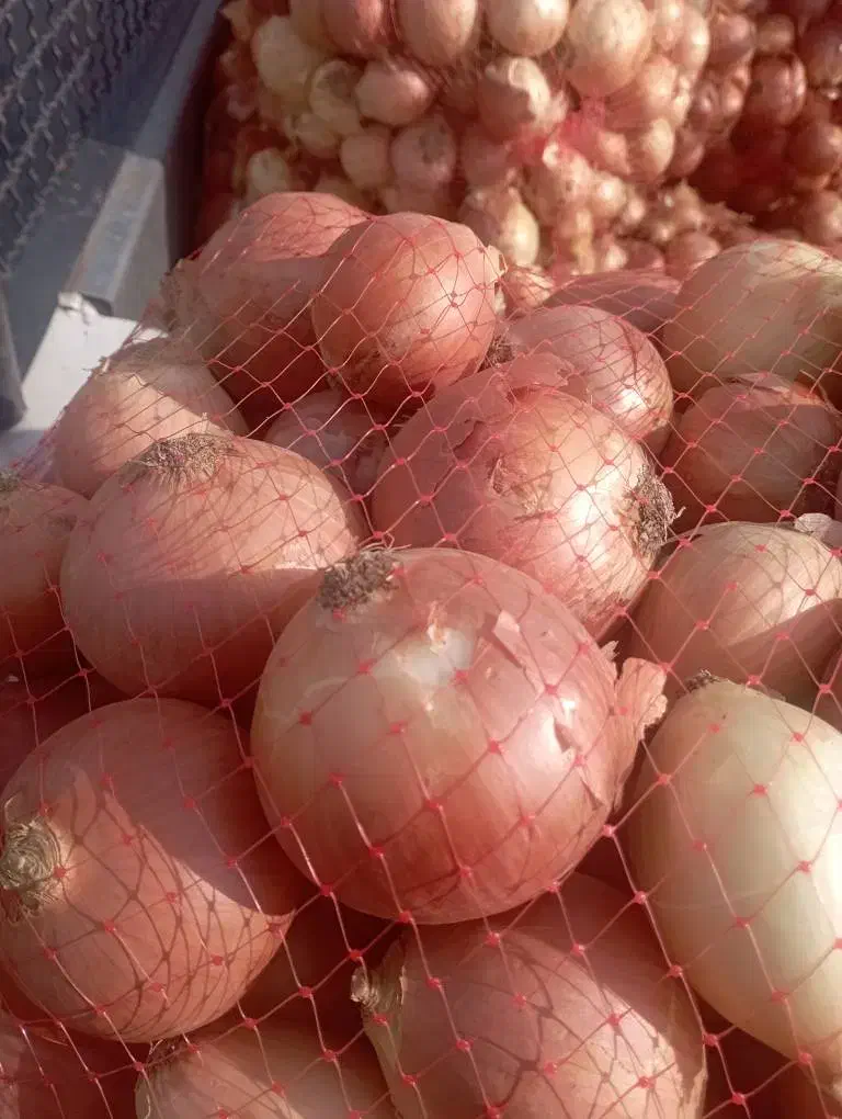 پیاز|عمدهفروشی|دورود, |دیوار