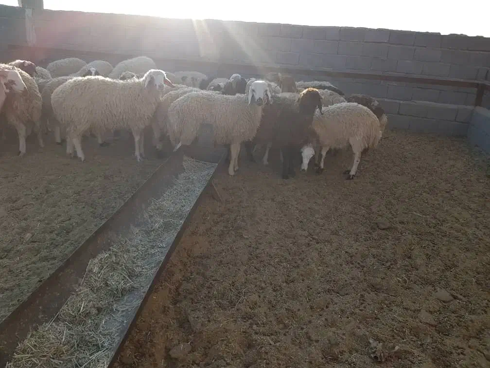 فروش ۵۰ راس بره چاق ۳۰ تا ۴۵کیلوگرم|حیوانات مزرعه|سیرجان, |دیوار