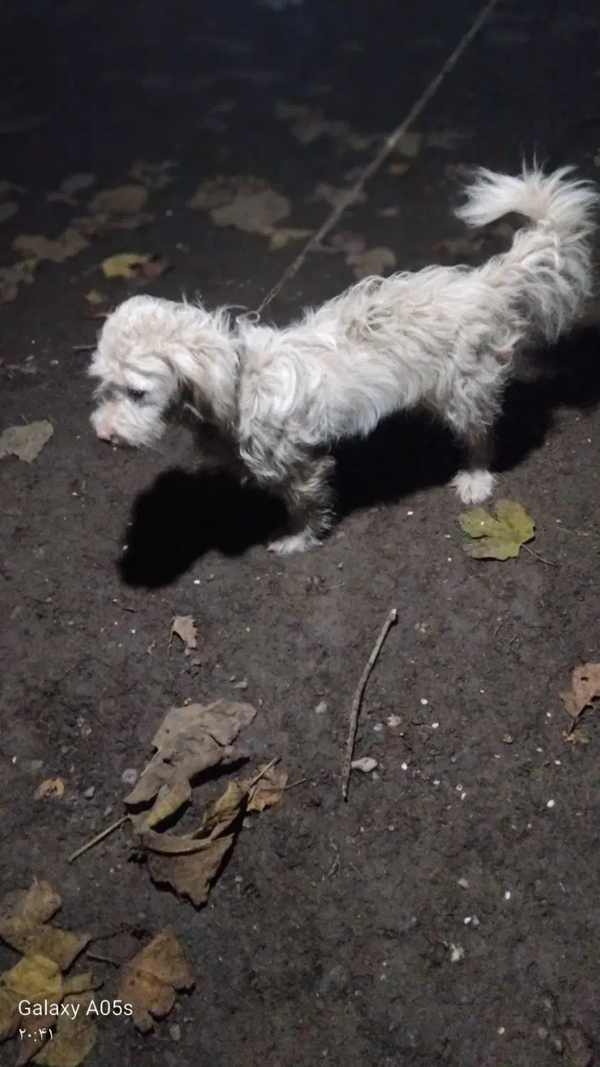 سگ پاکوتاه پشمالو|سگ|شاندرمن, |دیوار