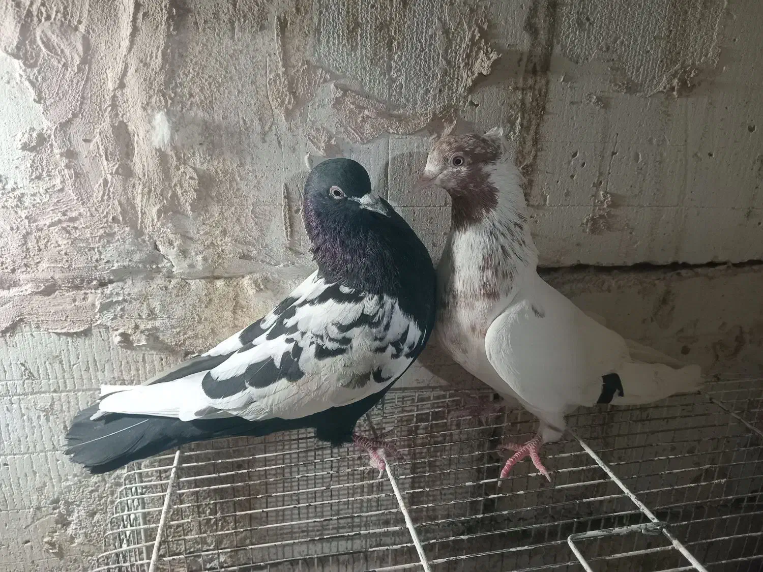 صید|اسباب‌‌بازی|مشهد, شفا|دیوار