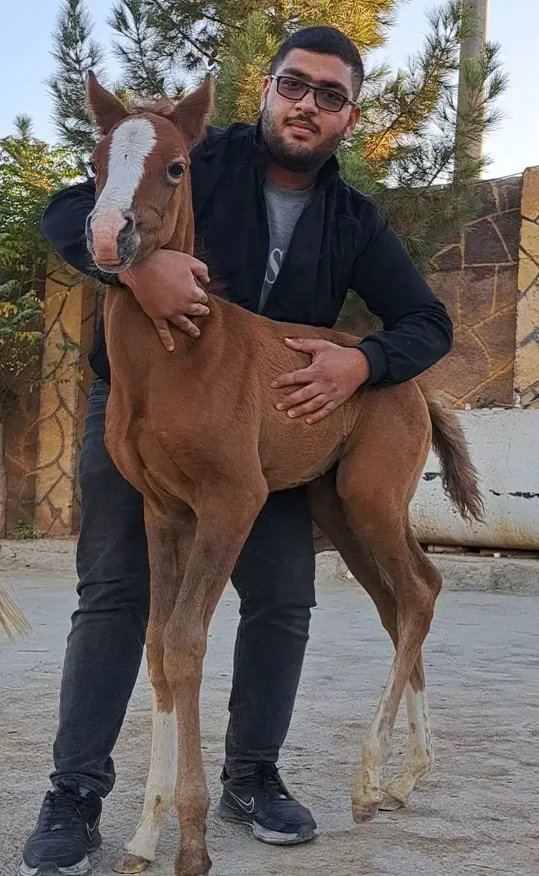 خرید فروش اسب اصیل ترکمن|اسب و تجهیزات اسبسواری|مشهد, میان ولایت|دیوار