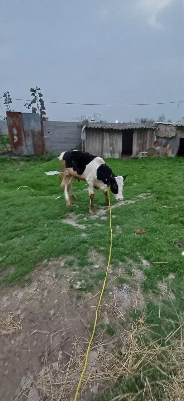 گاو‌گوساله نر اصیل|حیوانات مزرعه|صومعه‌سرا, |دیوار