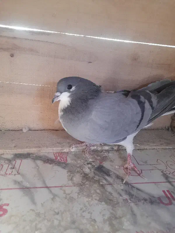 کفتر بدرنگ|پرنده|اصفهان, بوستان ناژوان|دیوار