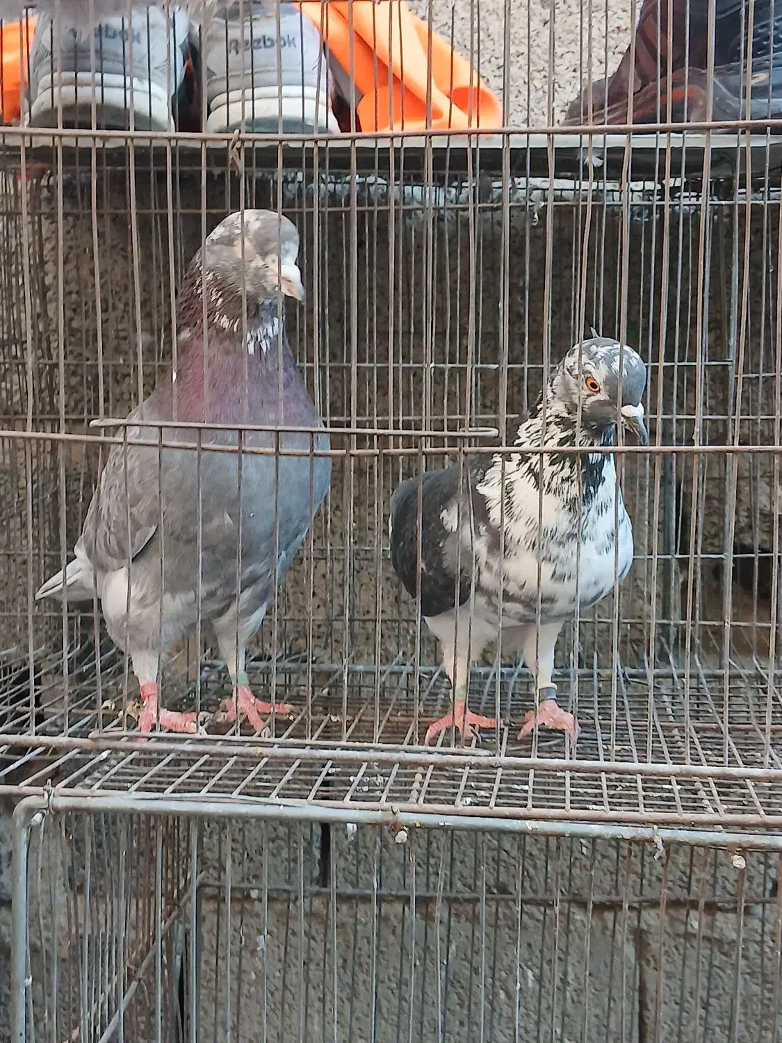 کبوتر سرور.و یجفت ساعت بالا|پرنده|وحیدیه, |دیوار