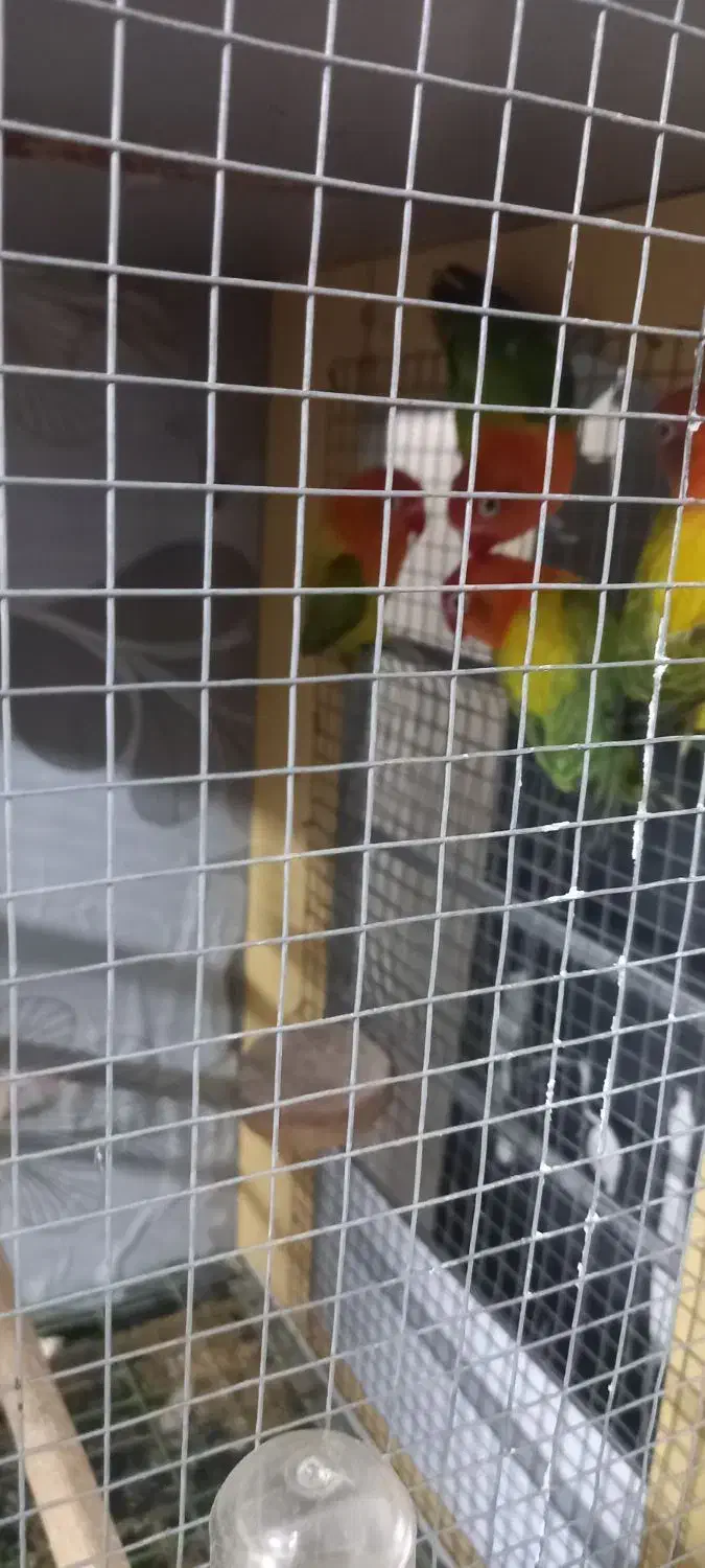 طوطی برزیلی|پرنده|سمنان, |دیوار