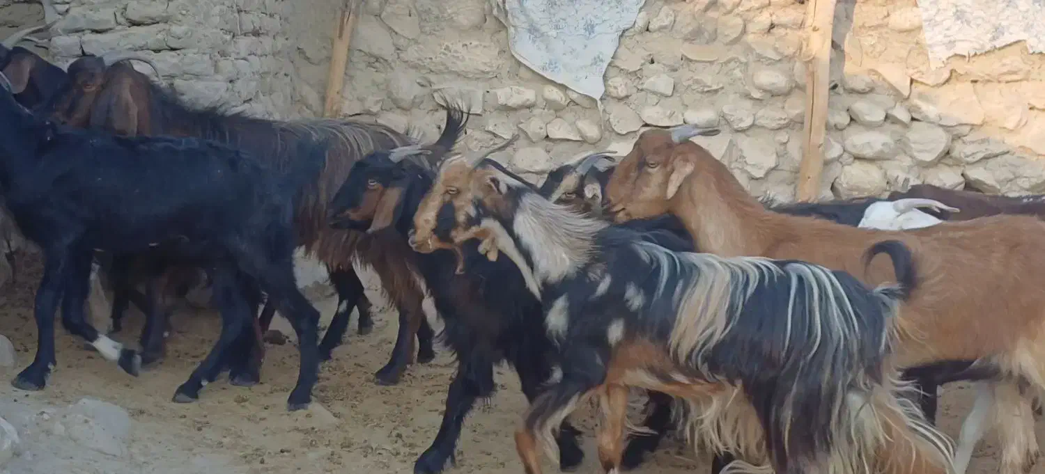 ۳۲راس بز جوان داشتی و گوشتی|حیوانات مزرعه|علامرودشت, |دیوار