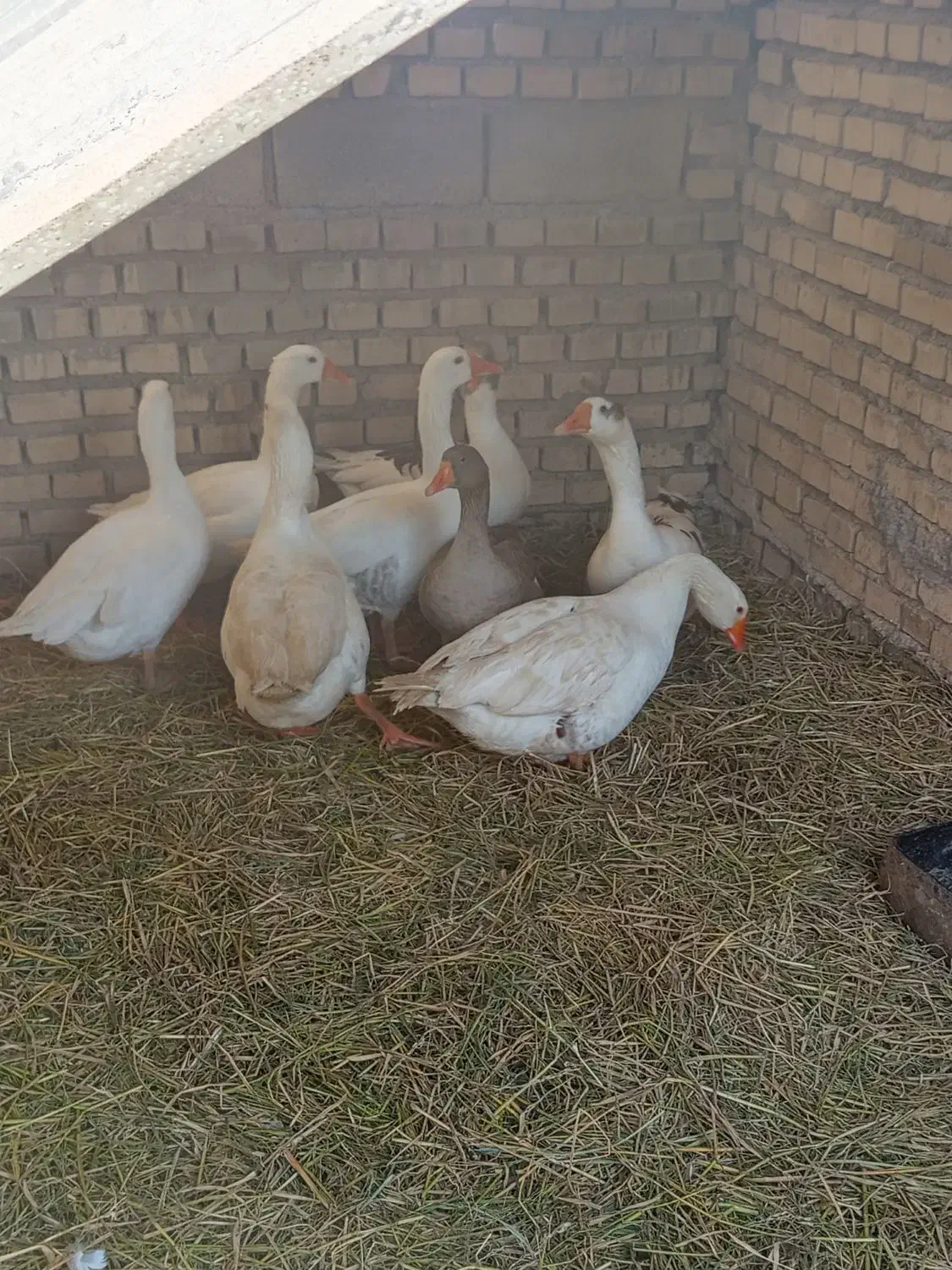 پنج عدد غاز|حیوانات مزرعه|شادگان, |دیوار