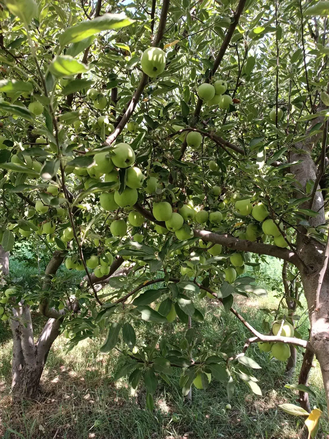 باغ جوان ومثمر|فروش زمین و ملک کلنگی|نهاوند, |دیوار