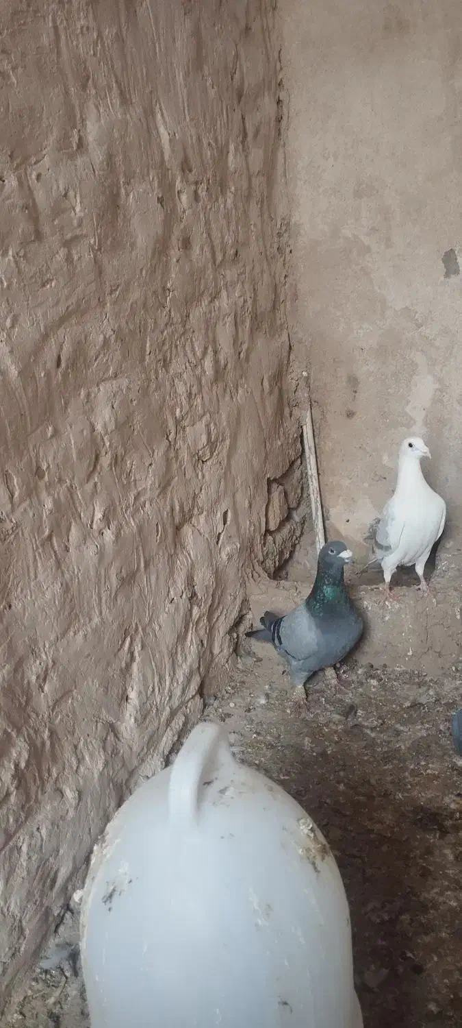 سبز نرر|پرنده|بجنورد, |دیوار