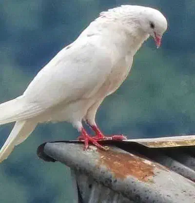 سلام راهنمایی|فعالیت داوطلبانه|یزد, |دیوار