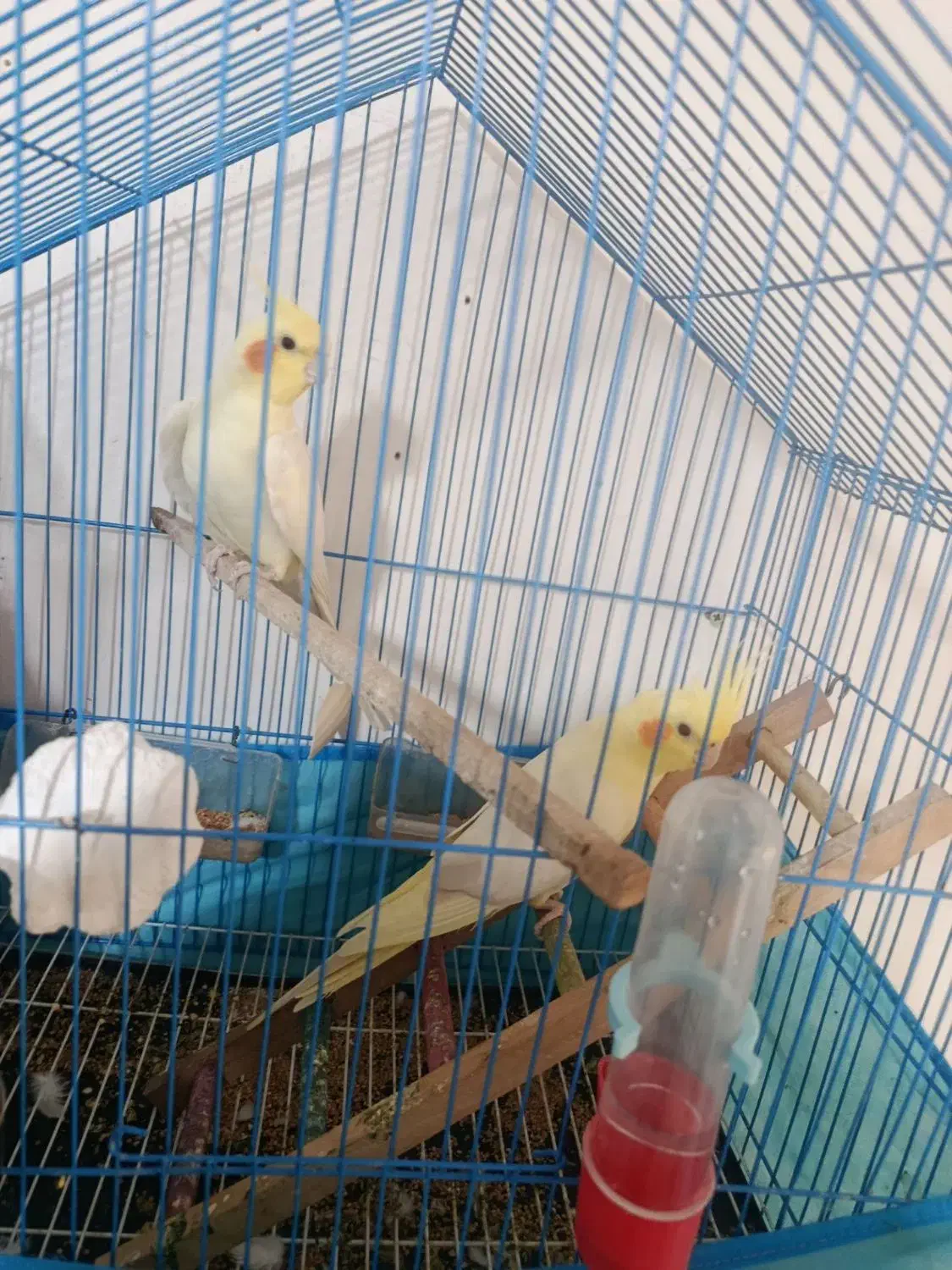 عروس هلندی|پرنده|سنگدوین, |دیوار