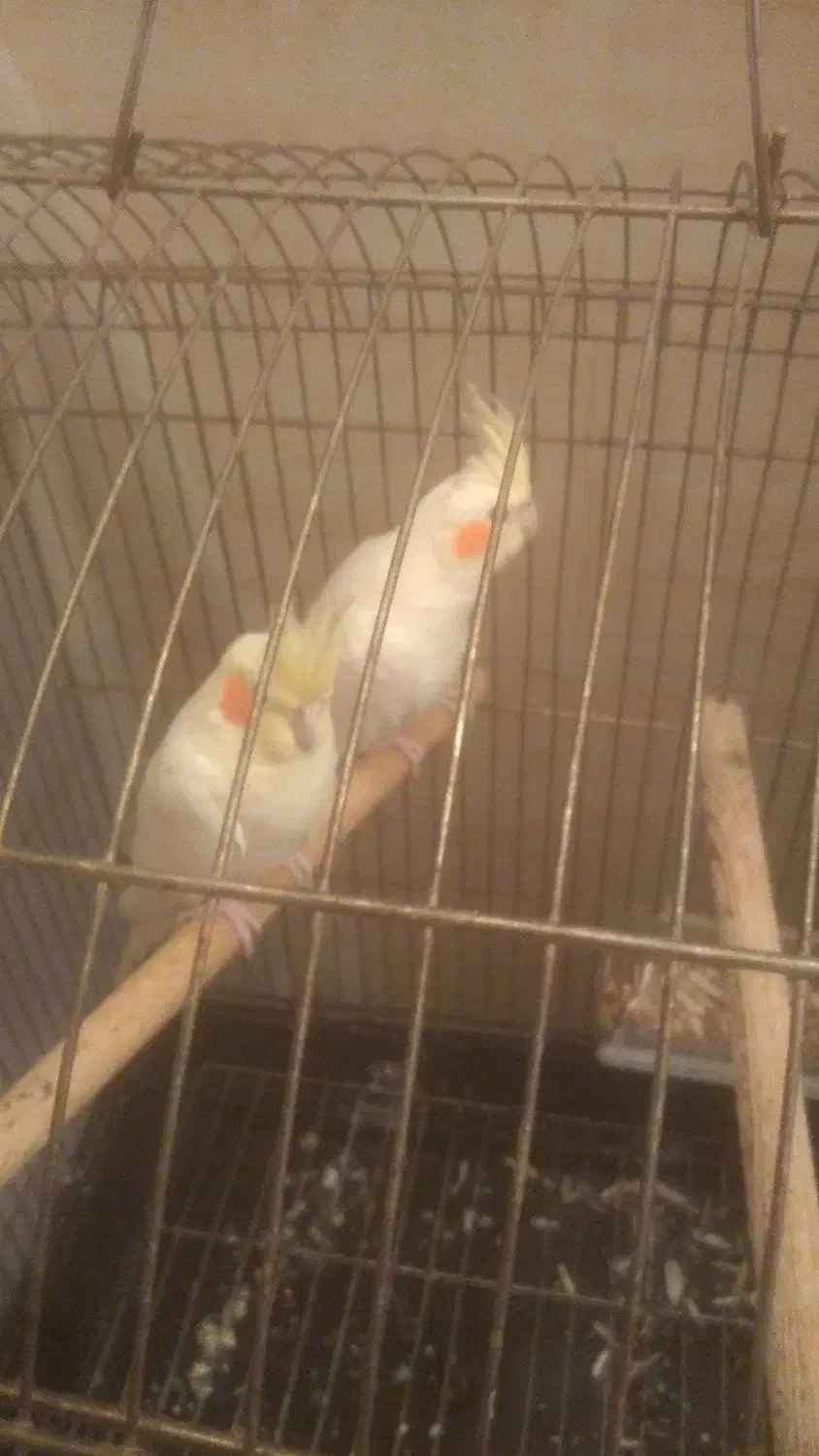 عروس هلندی|پرنده|شوشتر, |دیوار