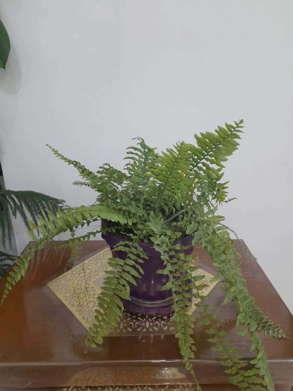 گل طبیعی|گل و گیاه طبیعی|دیواندره, |دیوار