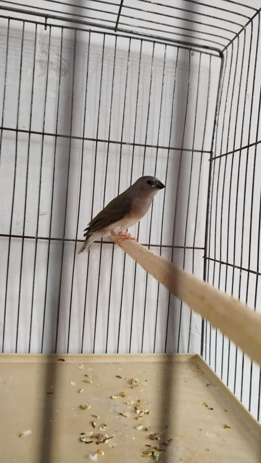 فنچ گلدین. کبوتر الماسی . فنچ کینگ|پرنده|سمنان, |دیوار