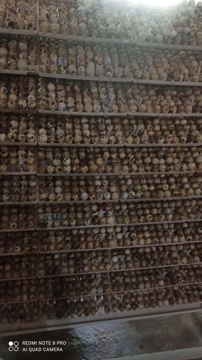 تخم نطفه دار بلدرچین|حیوانات مزرعه|خمینیشهر, |دیوار