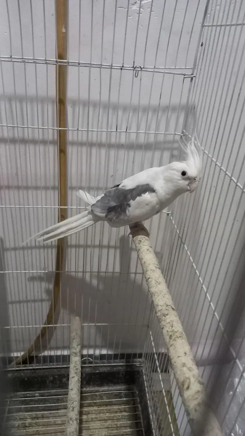 دوکت البینیو مهر|پرنده|شاهرود, |دیوار