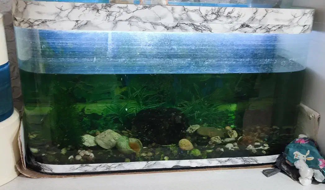 اکواریوم کامل با پمپ قوی|ماهی|مشهد, شهید قربانی|دیوار