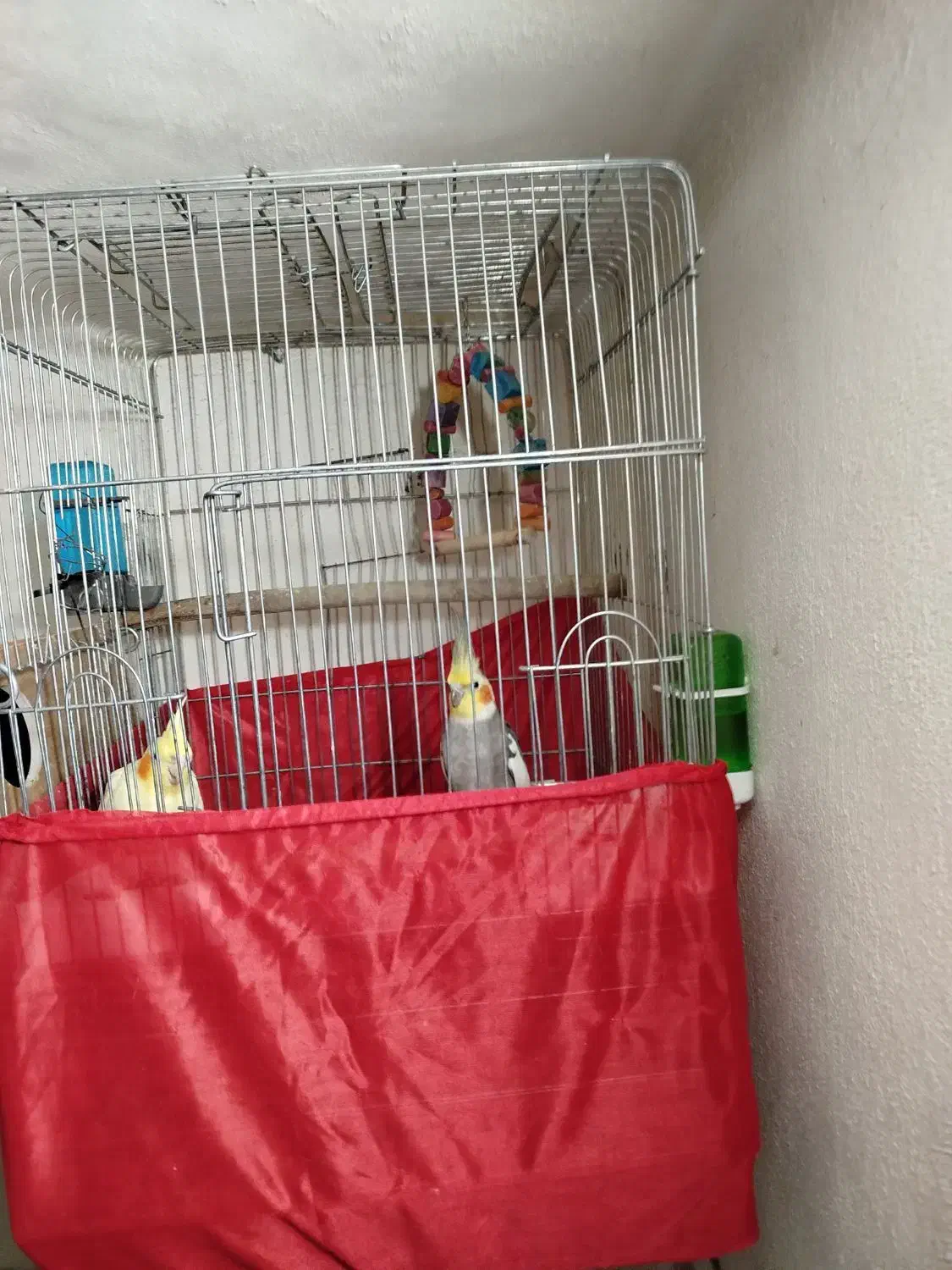 عروس هلندی|پرنده|سرپل ذهاب, |دیوار