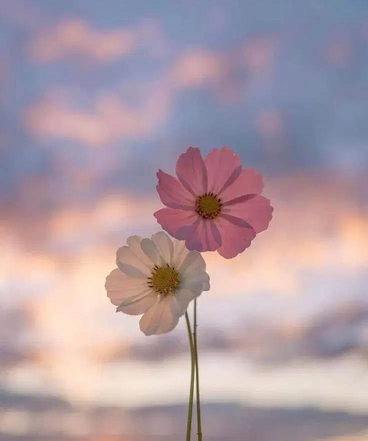 فروشنده|استخدام بازاریابی و فروش|قروه, |دیوار