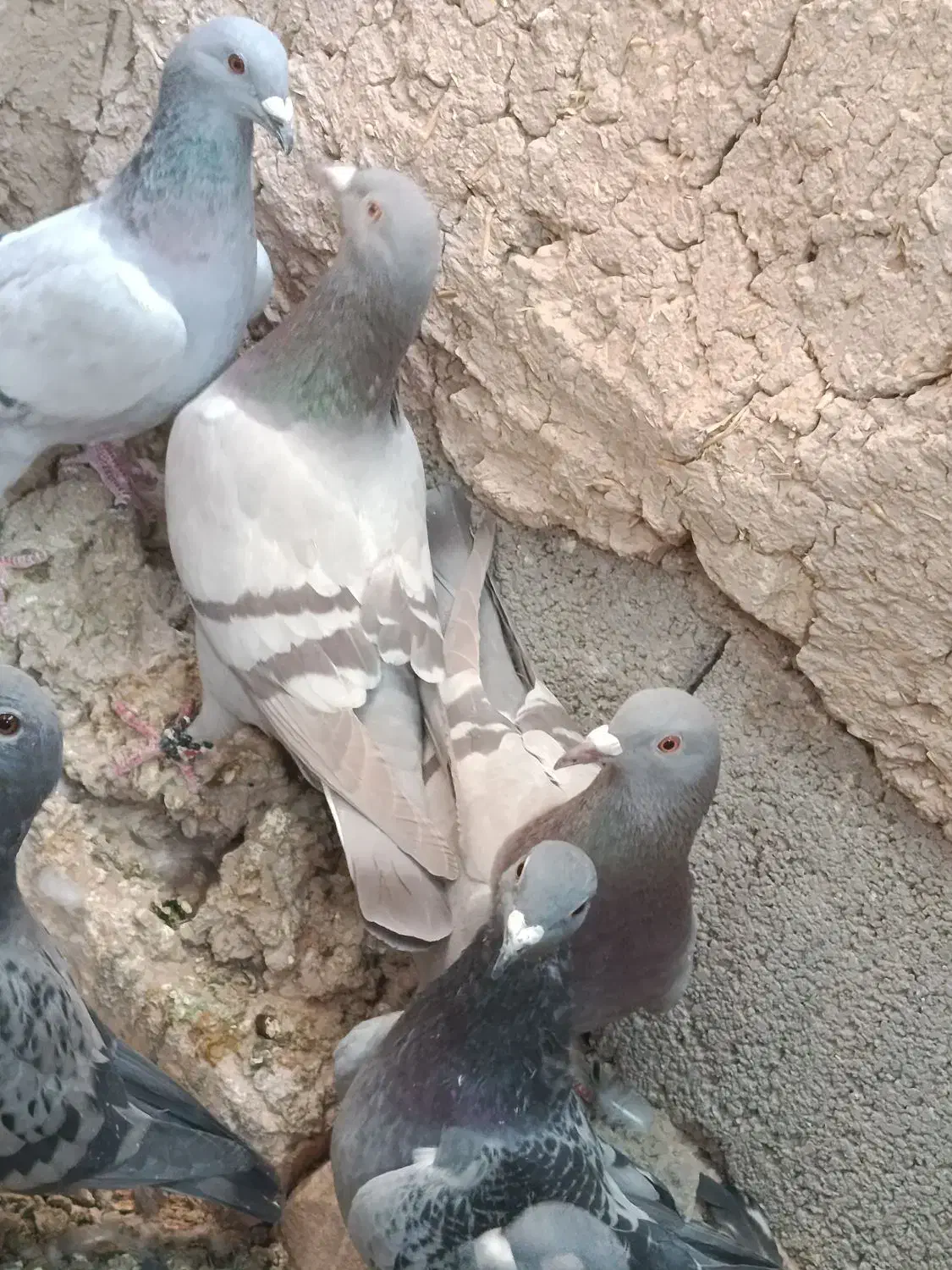 سوسنی کبوتر پلاکی|پرنده|سیدان, |دیوار