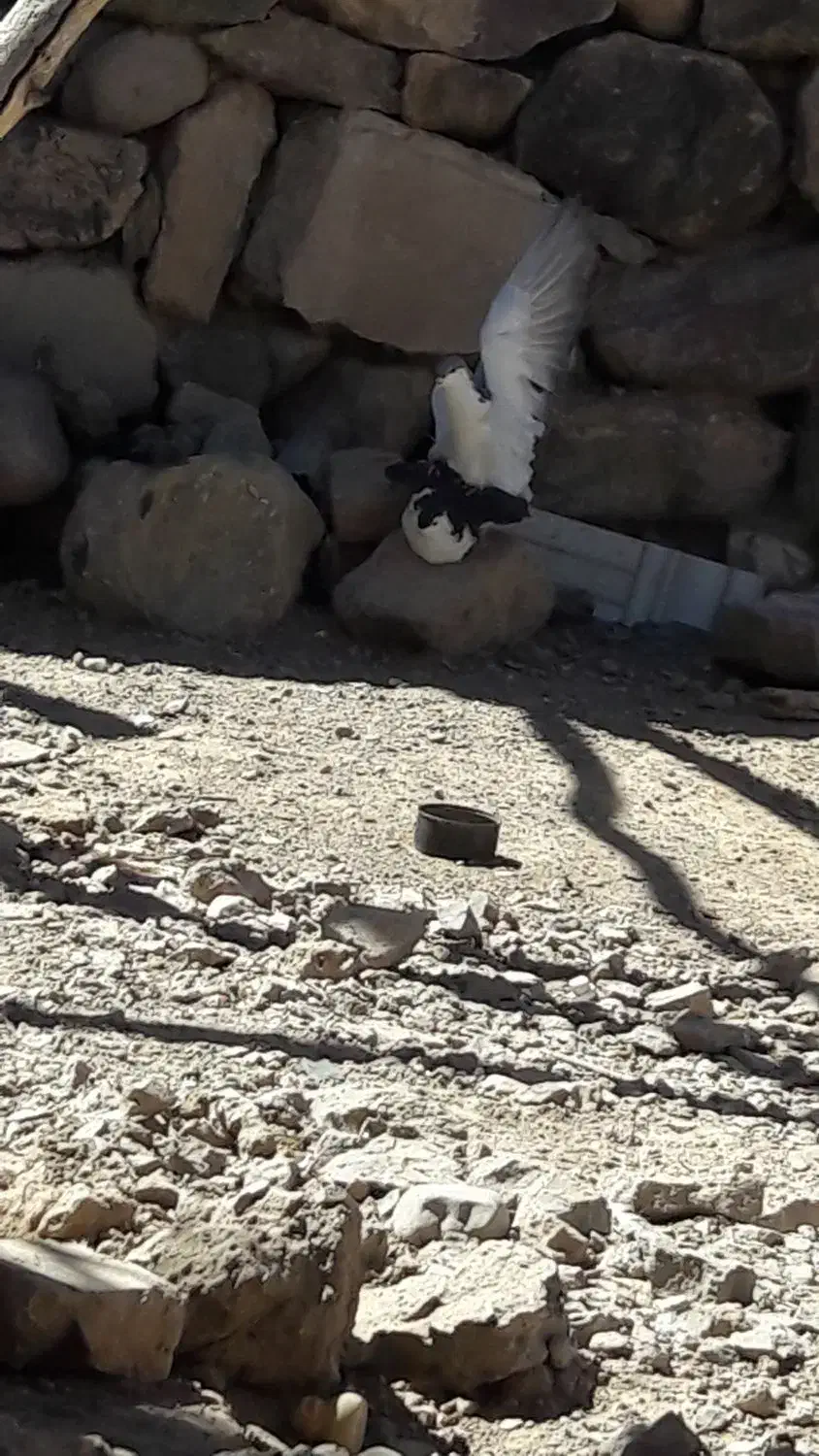 کفتر ساده|پرنده|بیرجند, |دیوار