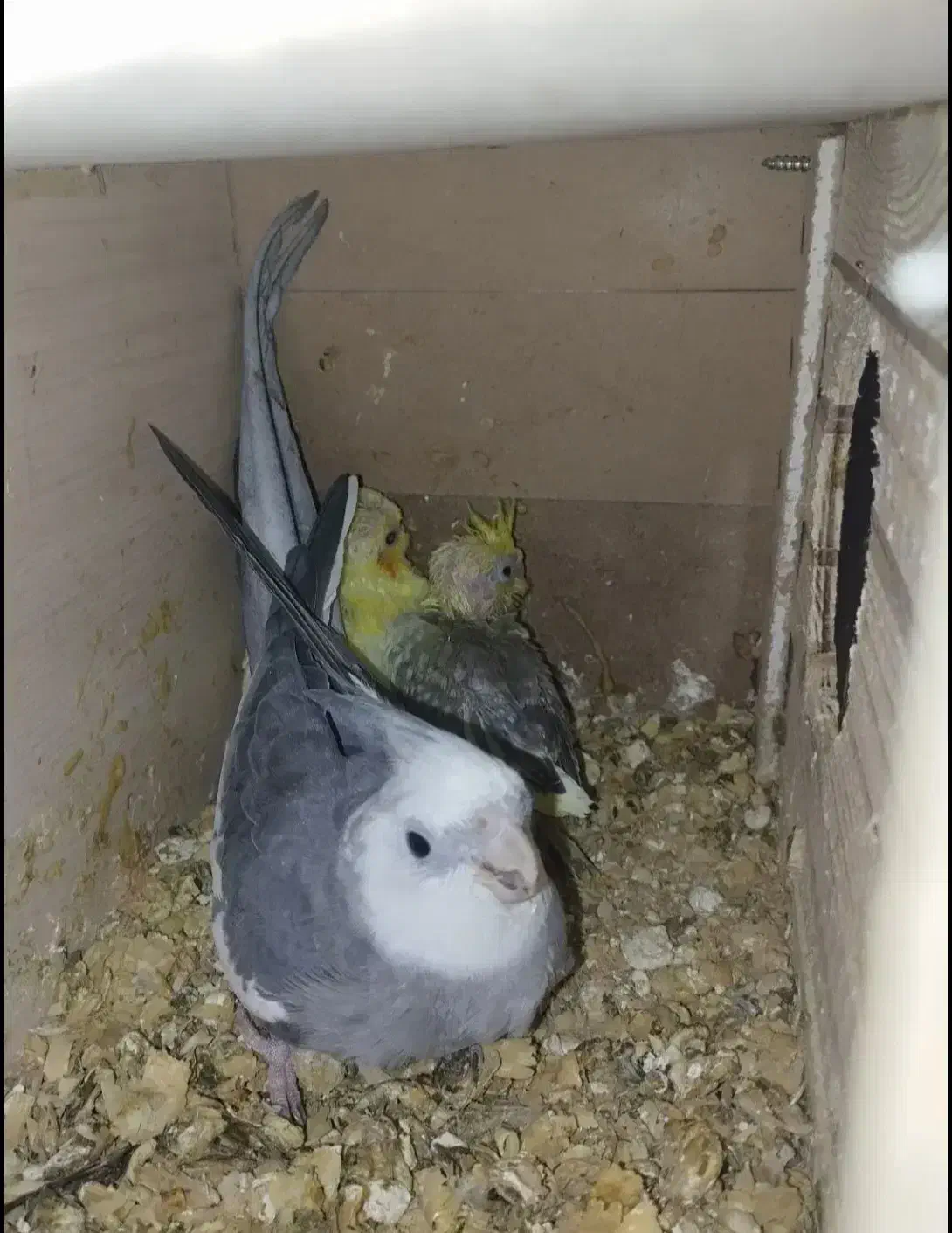 طوطی عروس هلندی رام و مولد|پرنده|ایلام, |دیوار