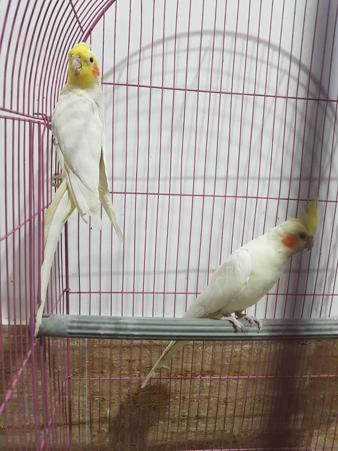 عروس هلندی|پرنده|قم, علی آباد سعدگان|دیوار