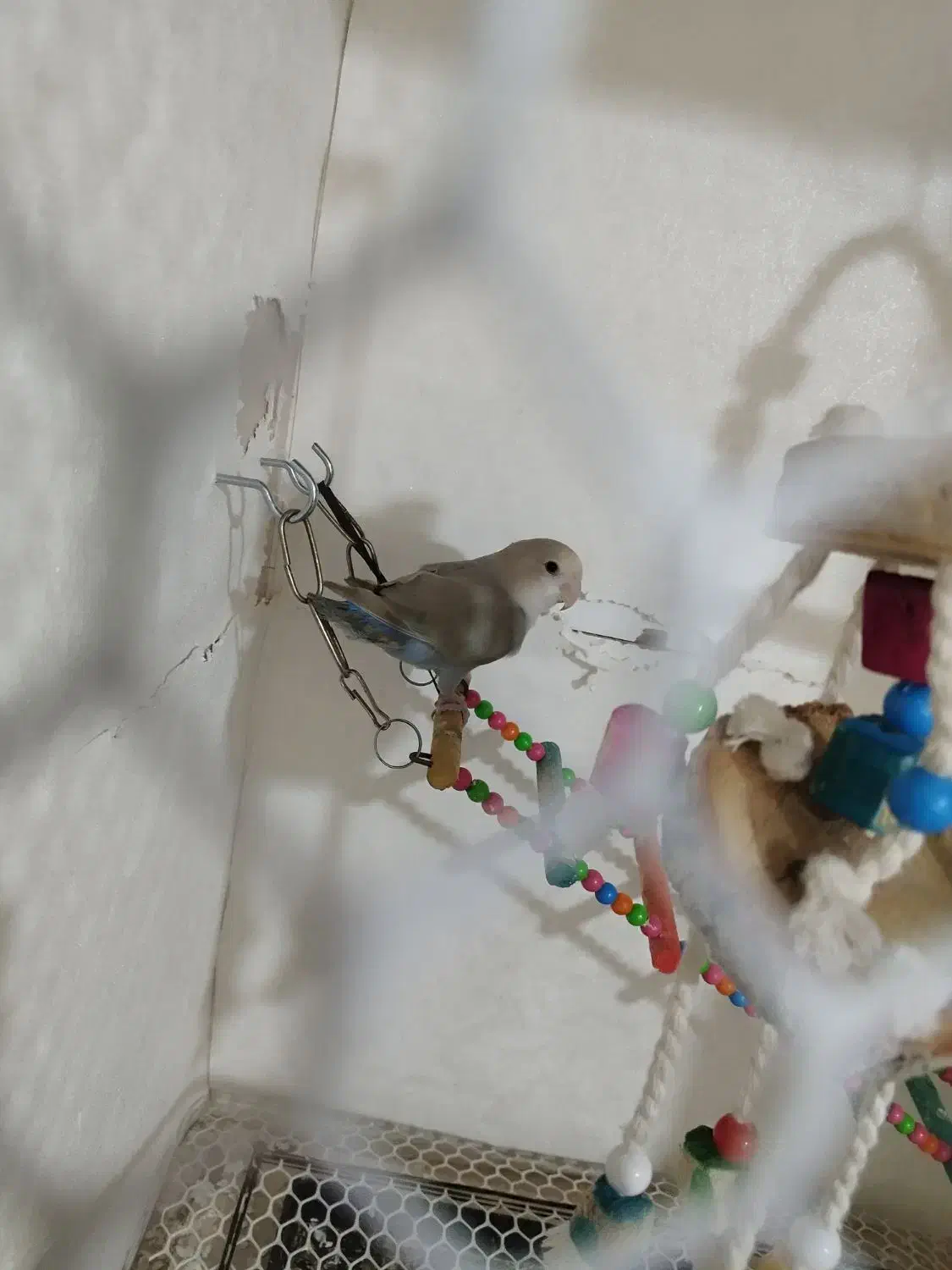 طوطی برزیلی|پرنده|ارومیه, |دیوار