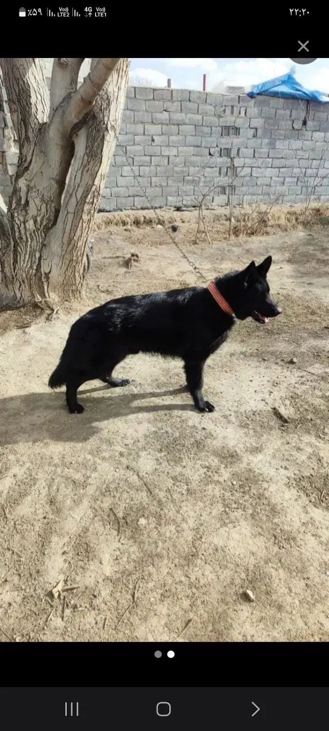 سگ ژرمن ماده فروشی|سگ|بروجرد, |دیوار