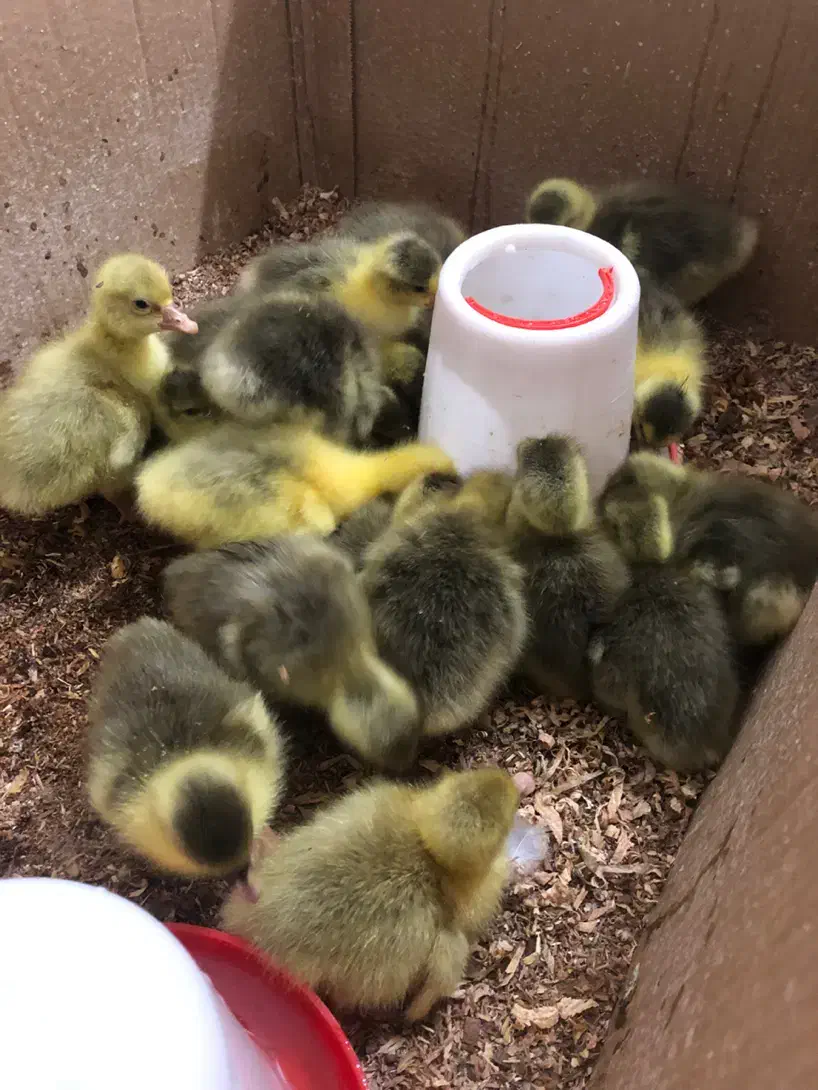 جوجه غاز محلی سرحال|حیوانات مزرعه|ساری, |دیوار