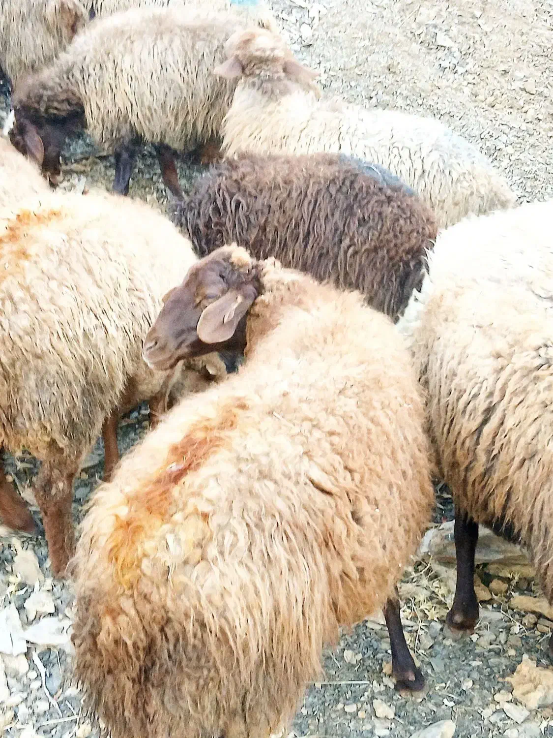 75گوسفند میش بابره|حیوانات مزرعه|کلیائی, |دیوار