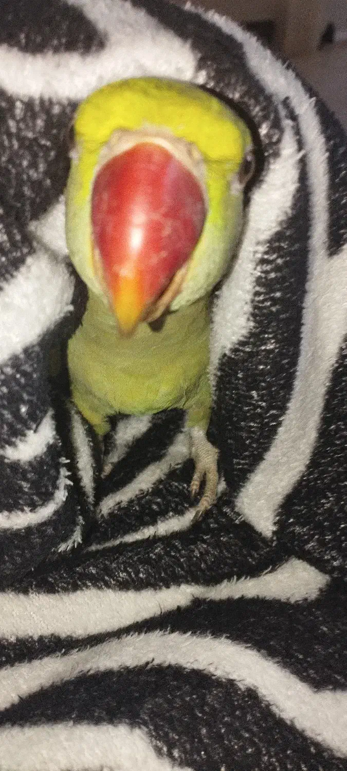 شاه طوطی کاملا دستی|پرنده|هشتگرد, فاز ۱ مهستان|دیوار