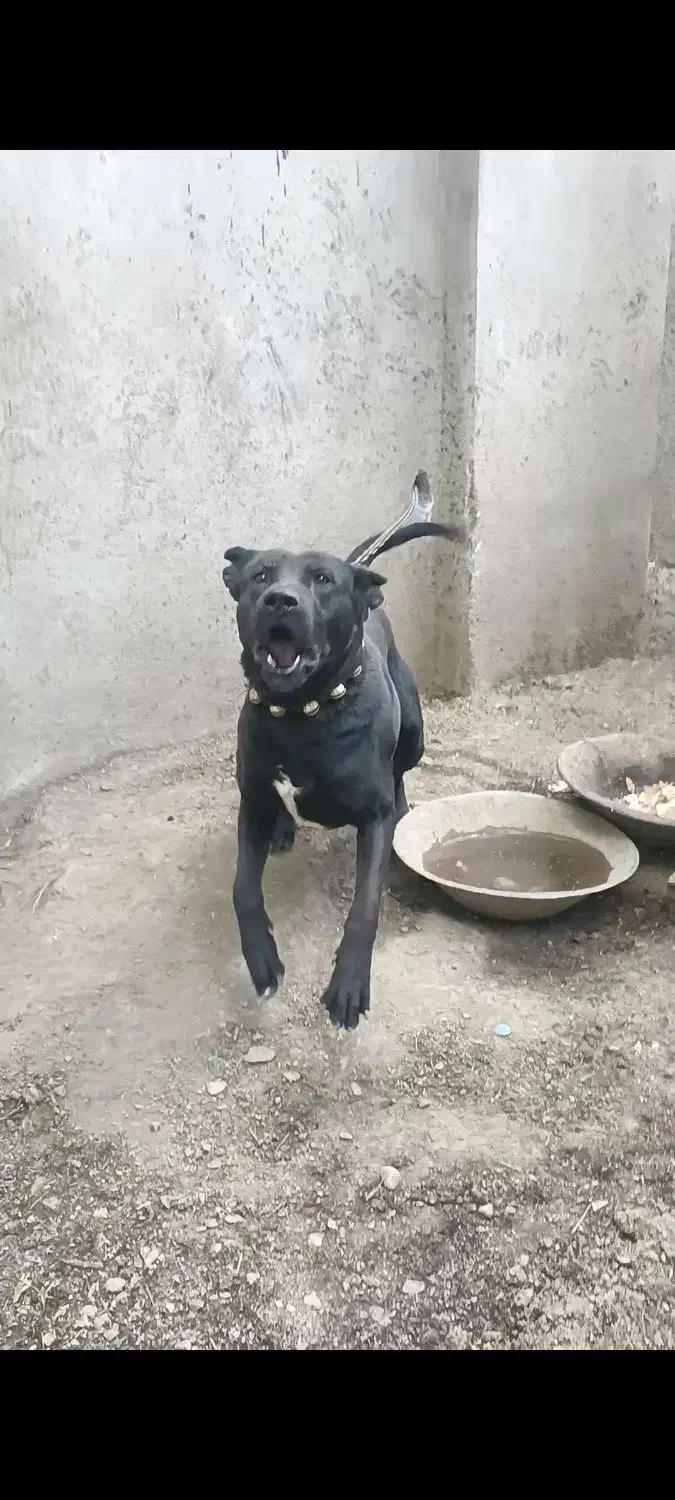 سگ نگهبان|سگ|شازند, |دیوار