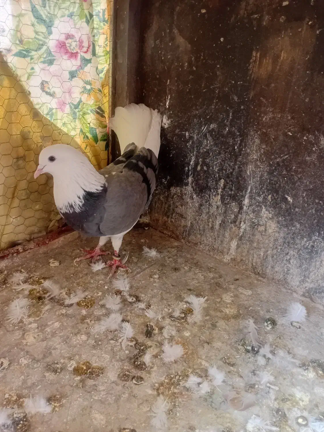 یک جفت کفتر خوب|پرنده|بومهن, |دیوار