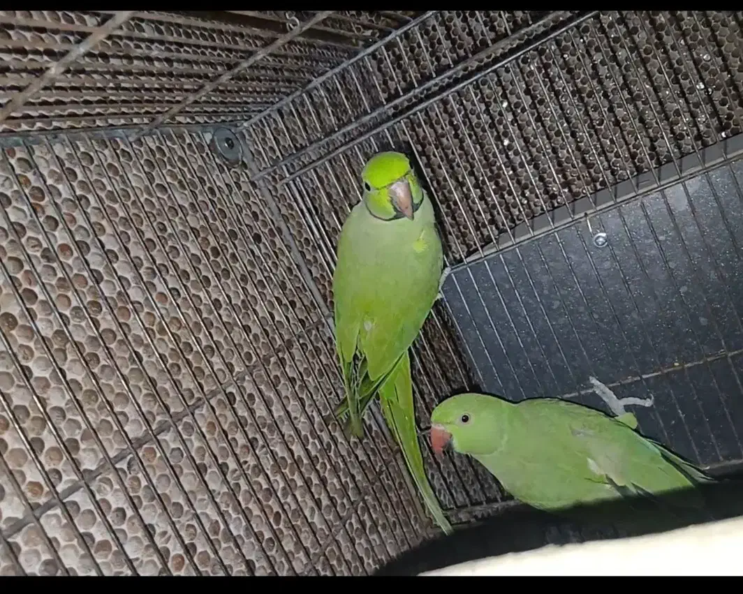 طوطی2جفت ملنگو|پرنده|سراوان, |دیوار