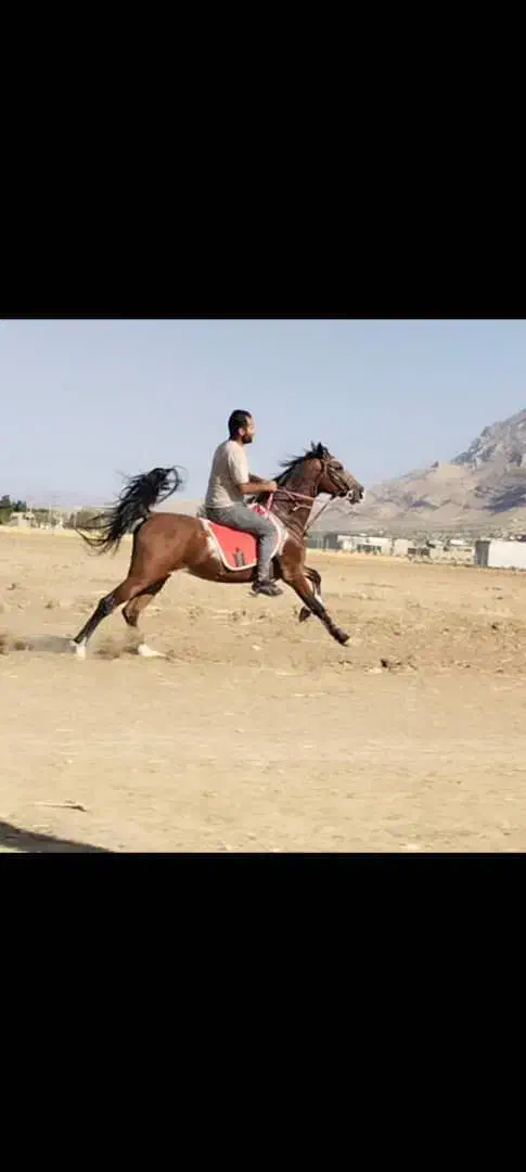 اسب|اسب و تجهیزات اسب‌سواری|شیراز, حسن آباد|دیوار