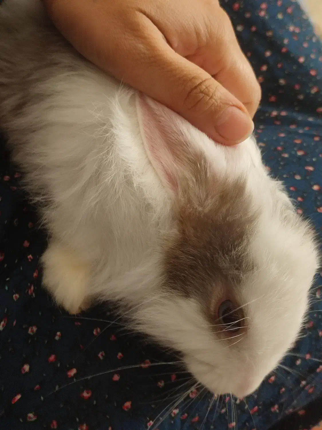 خرگوش|موش و خرگوش|مشهد, فرهنگ|دیوار