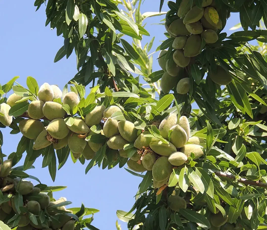 نهال بادام|گل و گیاه طبیعی|دشتابی, |دیوار