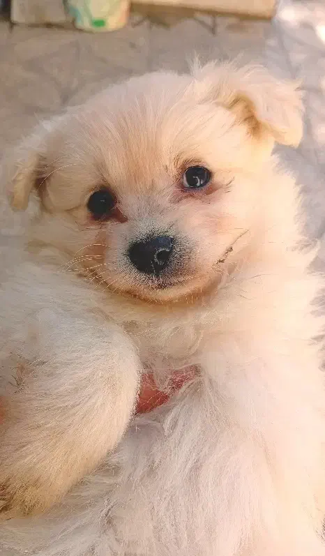 توله سگ پامر|سگ|رباطکریم, رباطکریم|دیوار