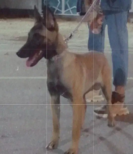 واگذاری سگ مالینویز|سگ|شیراز, میرزاکوچک خان|دیوار