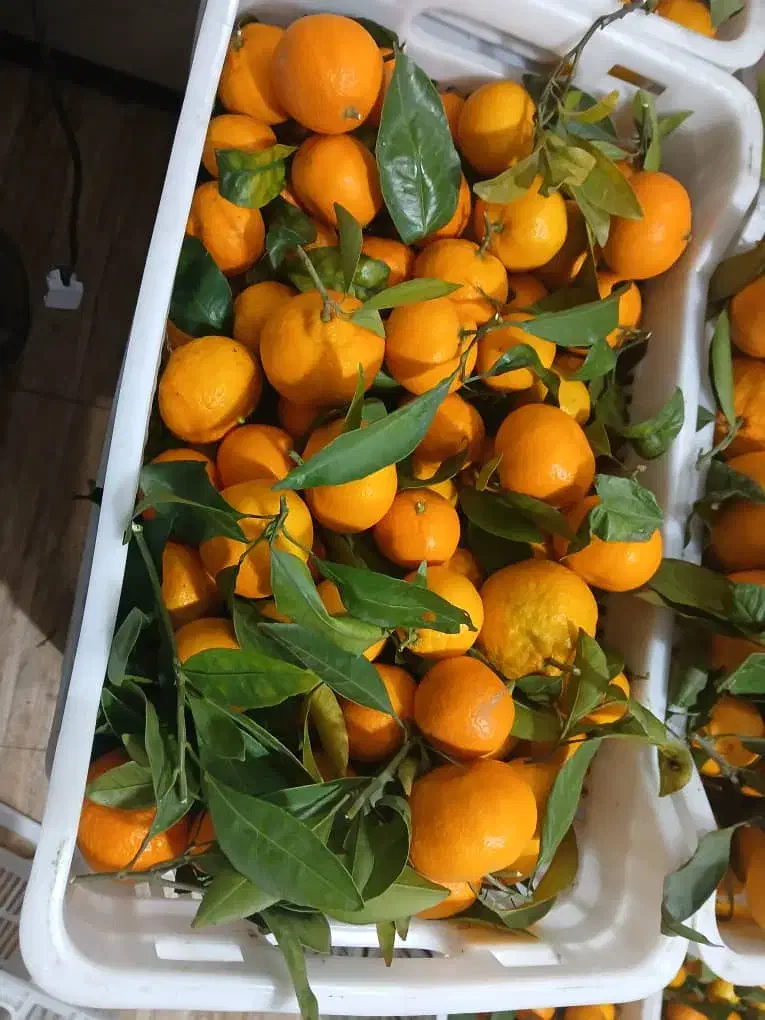 فروش نارنگی محلی قائمشهر|خوردنی و آشامیدنی|قائمشهر, |دیوار