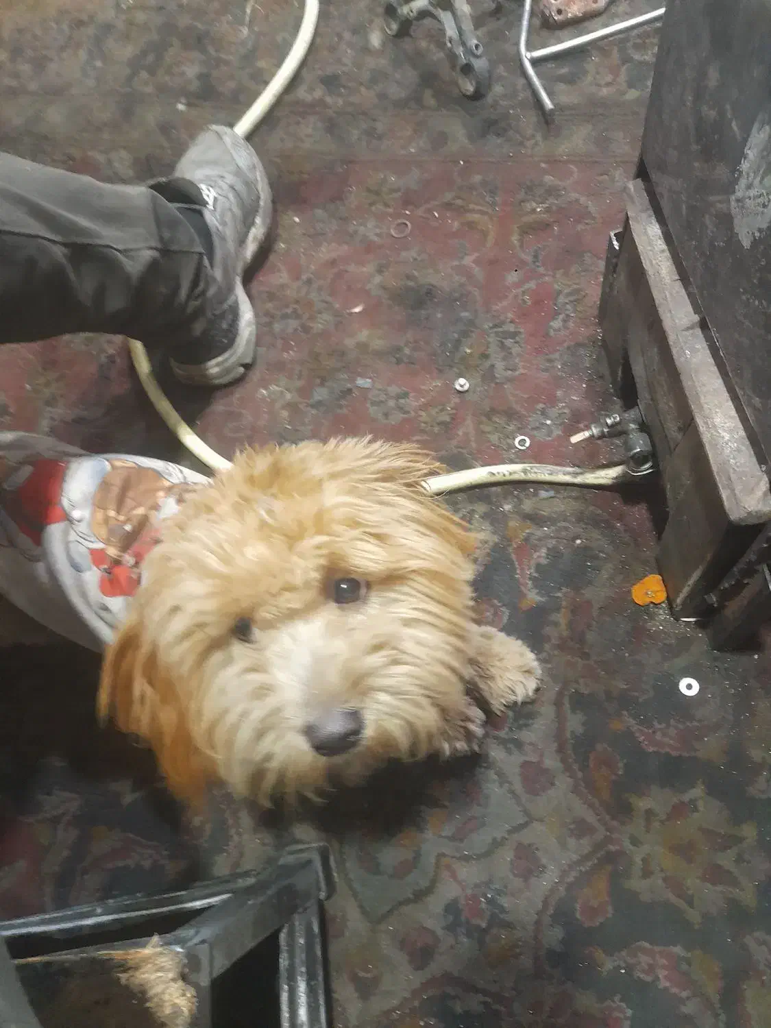 گمشده|حیوانات|قم, نیروگاه|دیوار