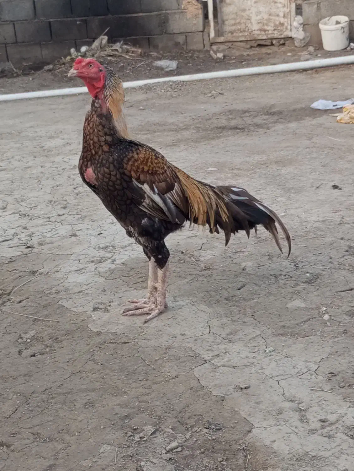 خروس.|حیوانات مزرعه|میناب, |دیوار