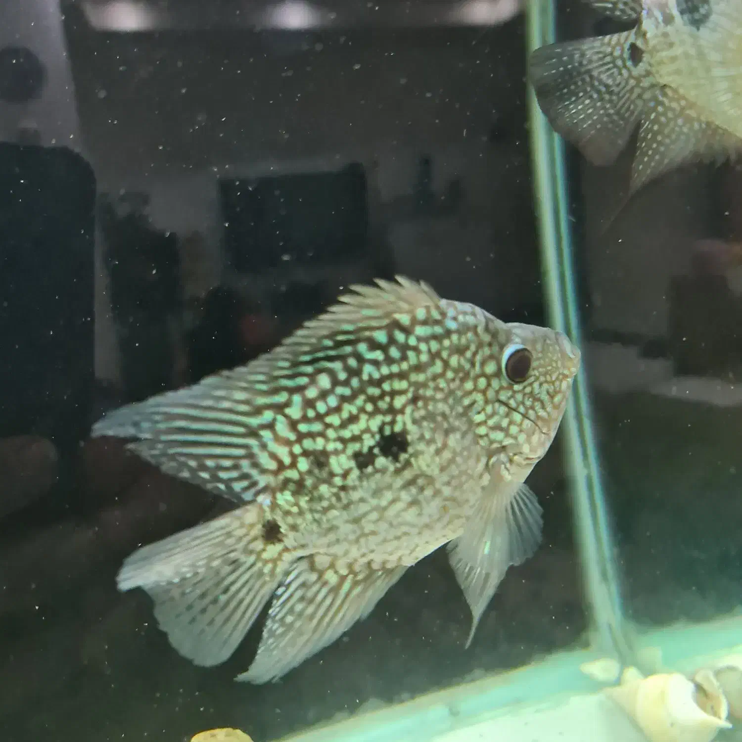 ماهی فلاور باکس|ماهی|فردیس, شهرک شهید حسینی|دیوار