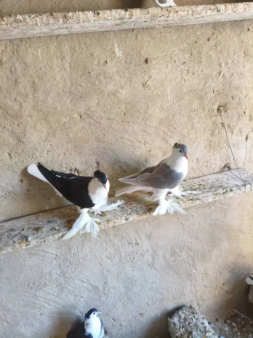 کفتر لاهوری تمیز فروشی|پرنده|پیشین, |دیوار