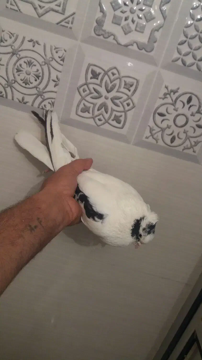 کبوتر سینه شاپر|پرنده|ایلام, |دیوار