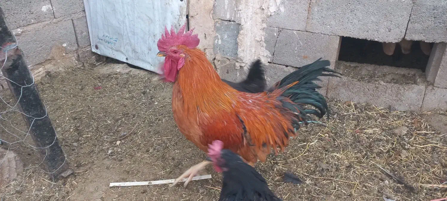 خروس محلی|حیوانات مزرعه|زرند, |دیوار